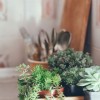 DIY Ideas for A Succulent Garden DIY Succulent Garden