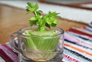 Re-Grow Vegetables at Home Re-Grow Vegetables at Home