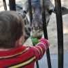 Feed the Giraffes at the Houston Zoo Feeding Giraffes at the Houston Zoo