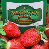 Pick Your Own Berries at Blessington Farms Strawberries fresh picked by you.