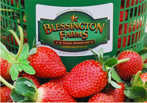Pick Your Own Berries at Blessington Farms Pick Your Own Berries at Blessington Farms