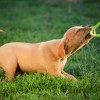 Fun in The Sun With Your Pup! Fun in The Sun With Your Pup!