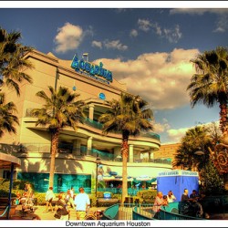 Are You Ready For An Underwater Adventure? Downtown Aquarium