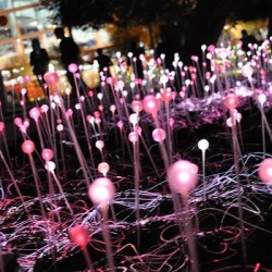 Take in the Sight of Discovery Green’s Field of Light Take in the Sight of Discovery Green's Field of Light