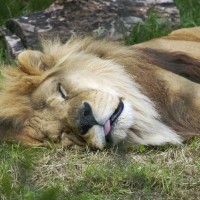 What’s New In The World Of Animal Sleep What's New In The World Of Animal Sleep