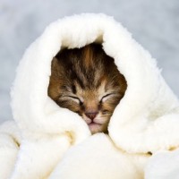 7 Incredible Discoveries Made About Sleep 7 Incredible Discoveries Made About Sleep