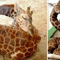 Have You Ever Seen a Giraffe Sleeping? Source: Earth Porm, Photo Credit: Mike Rodenburg