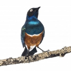 Sleep Helps Birds Retain Information smart bird retains information
