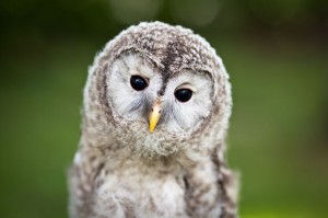 Baby Owls Sleep Similarly to Human Babies