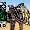 Join HYPE for the Holidays at the Houston Zoo Source: Houston Matters