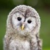 Baby Owls Sleep Similarly to Human Babies