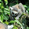 Sleep Mysteries May Solved By Studying Lemurs