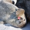 Seals: How They Sleep With Half Of Their Brain