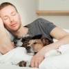 Co-Sleeping With Pets, Is It Really Disruptive? 