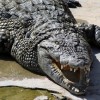 Crocodiles Up Close and Personal