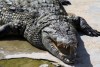 Crocodiles Up Close and Personal