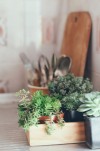 DIY Succulent Garden