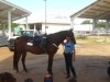 Visit-the-Horse-of-the-HPD-Mounted-Patrol-1-600x449