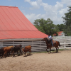 Enjoy Texian Market Day at George Ranch Historical Park