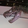 The Houston Museum of Natural Science’s Discovery Tour!