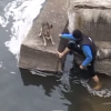 Courageous Canine Rescue